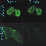 GLOW rpevents bleaching