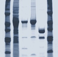 Silver Surfer Example Gel