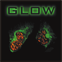 GLOW