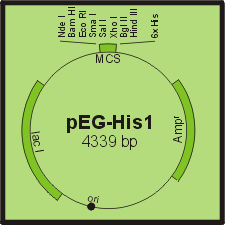 pEG-His1